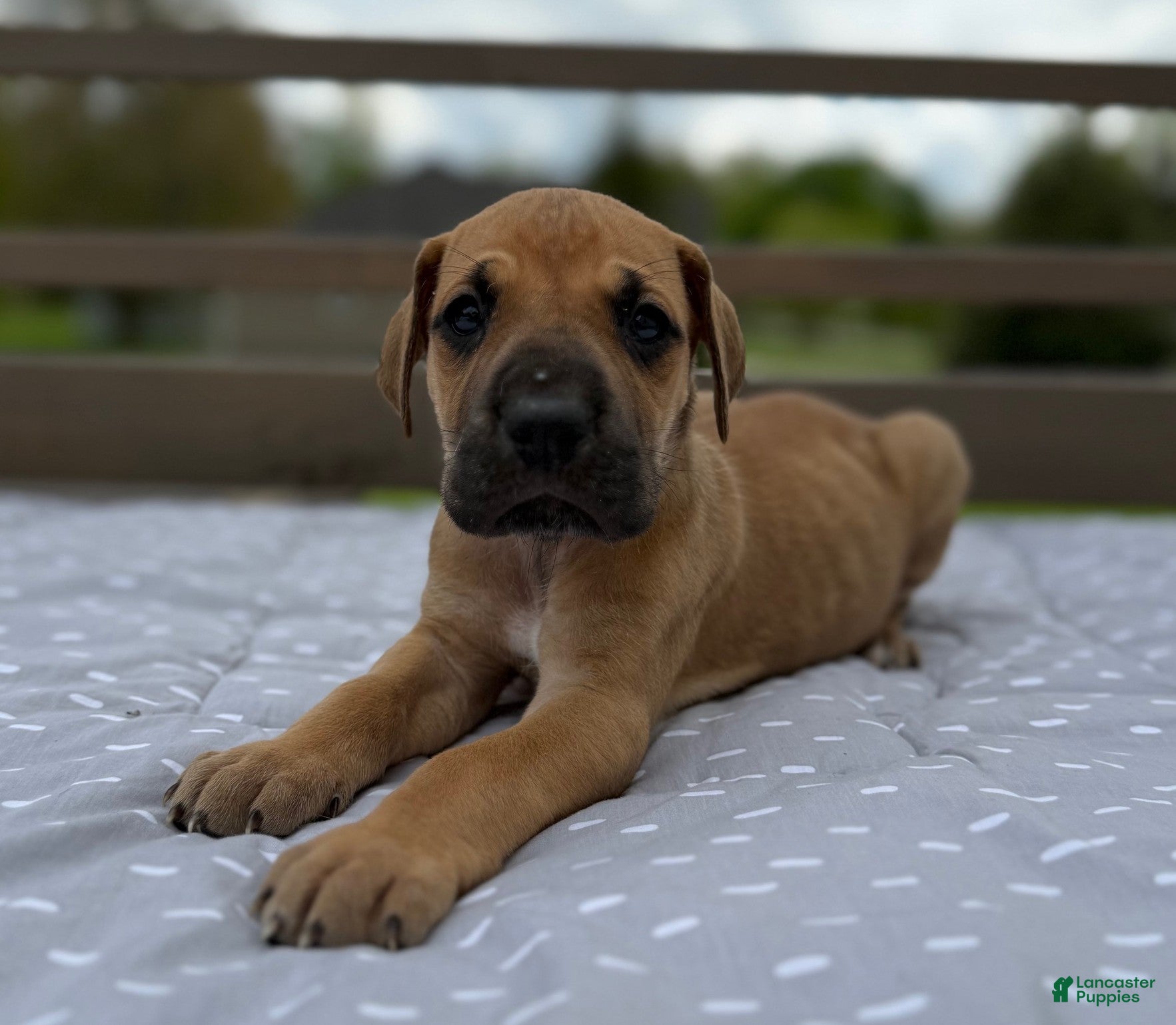 Great Dane dogs Gemelli (Pink) - Ad 19
