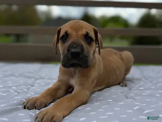Great Dane dogs Gemelli (Pink) - Ad 35