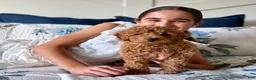 Mini Goldendoodle dogs for sale: Peach Collar 🐾🧡 - Ad 8