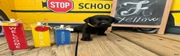Labrador Retriever dogs for sale: Yellow Collar - Ad 1