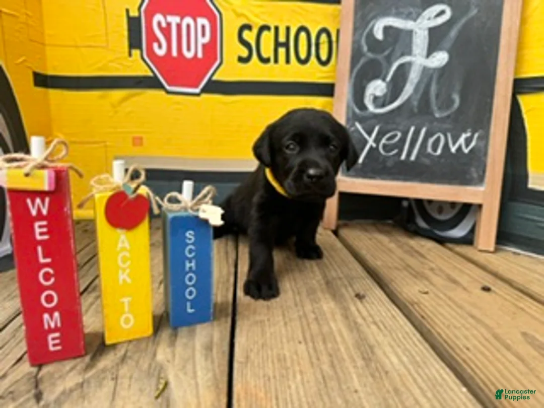 Labrador Retriever dogs for sale: Yellow Collar - Ad 1