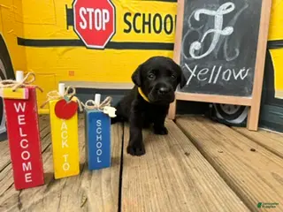 Labrador Retriever dogs Yellow Collar - Ad 18