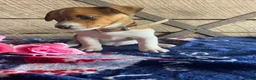 Jack Russell Terrier dogs for sale: Jack  - Ad 3