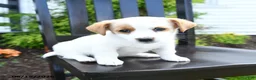 Jack Russell Terrier dogs for sale: Tilly - Ad 3