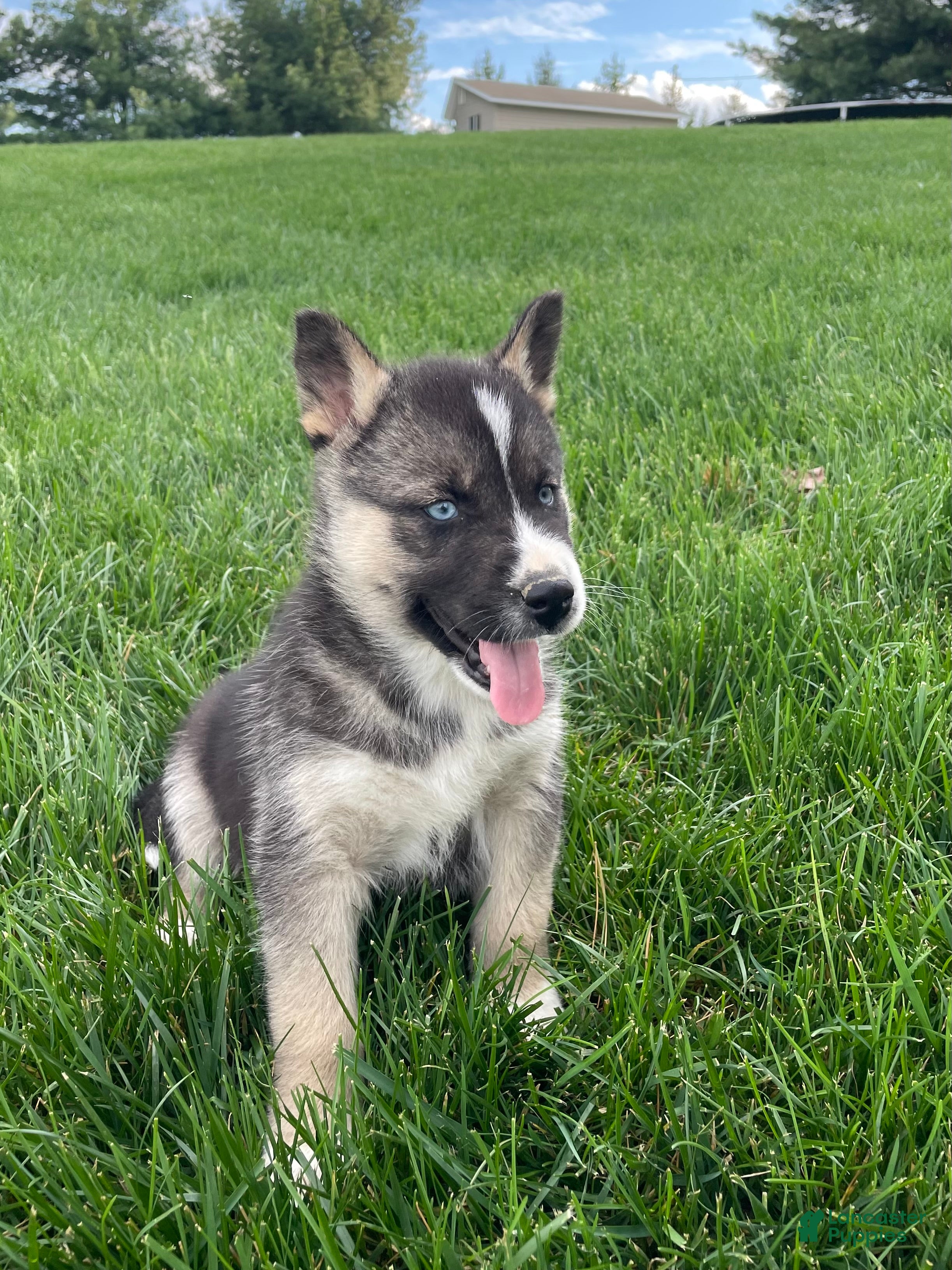 Gerberian Shepsky dogs Finn - Ad 2