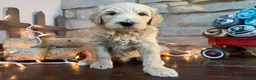 Mixed Breed dogs for sale: Chip (Boy) - Ad 3