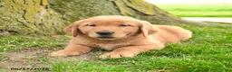 Golden Retriever dogs for sale: Primrose - Ad 4