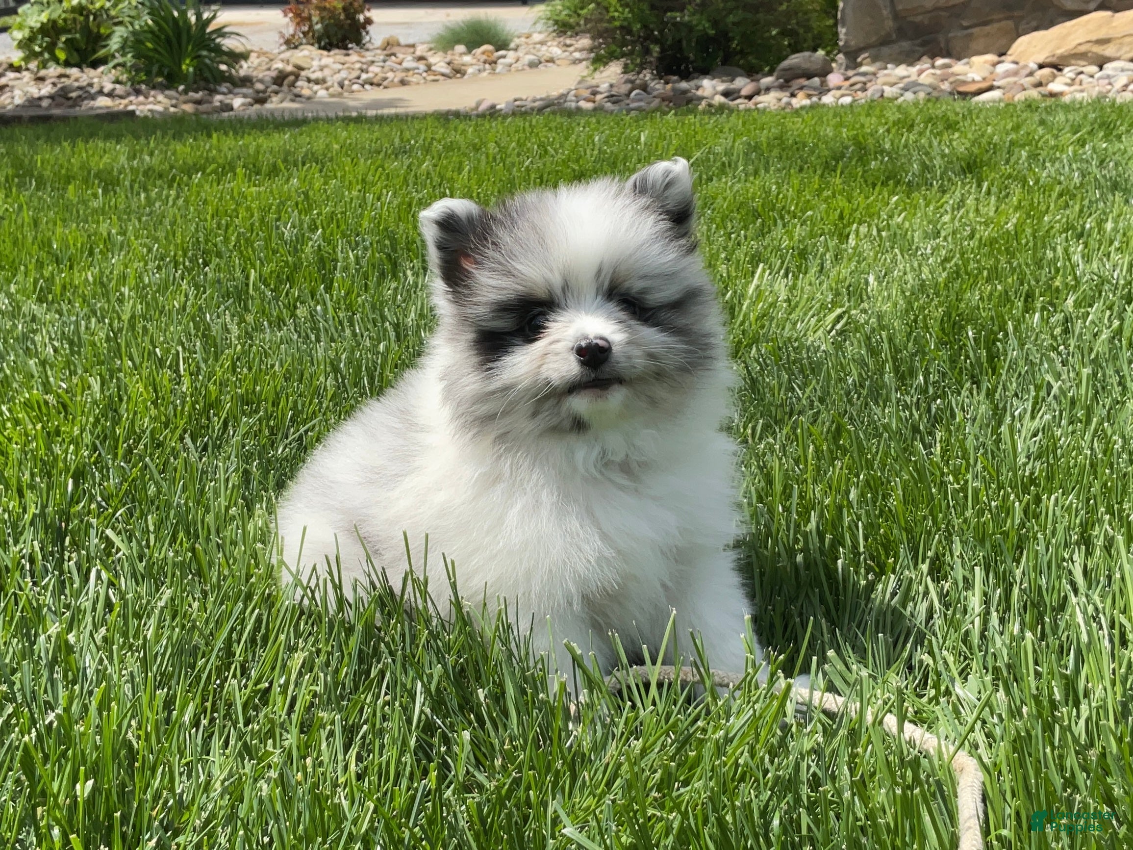 Pomeranian dogs Blu - Ad 1