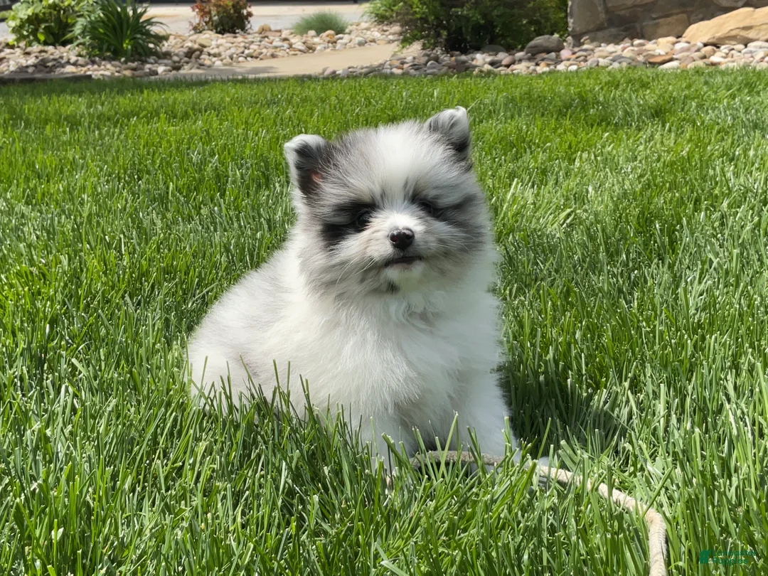 Pomeranian dogs for sale: Blu - Ad 1