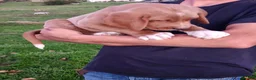 Goldendoodle dogs for sale: Tanner - Ad 4