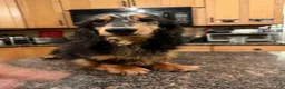 Miniature Dachshund dogs for sale: Champion sired Russian AKC boy - Ad 6