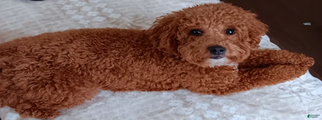 Wilson