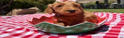 Goldendoodle dogs for sale: Shine - Ad 5