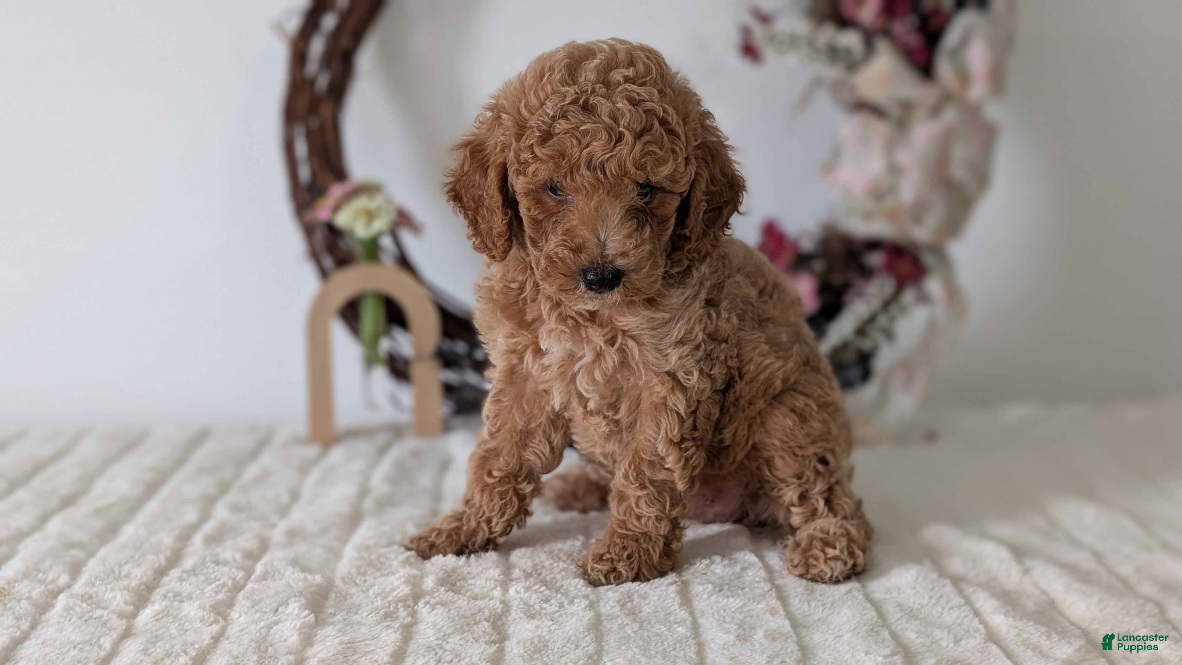 Miniature Poodle dogs Shiloh - Ad 2