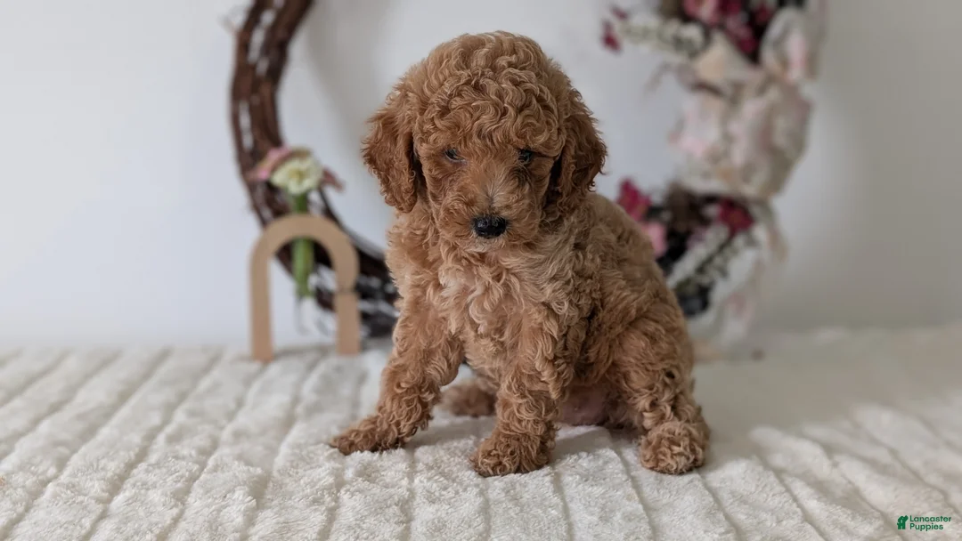 Miniature Poodle dogs for sale: Shiloh - Ad 2