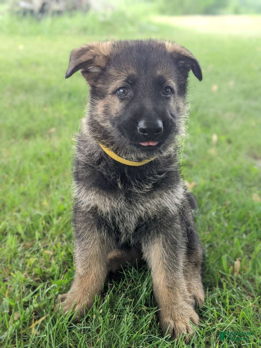German Shepherd dogs Charlie - Ad 38