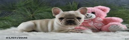 French Bulldog dogs for sale: Amber - Ad 5