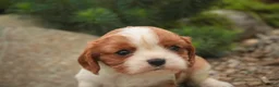 Cavalier King Charles Spaniel dogs for sale: Sunny Cavalier King Charles Spaniel  - Ad 4