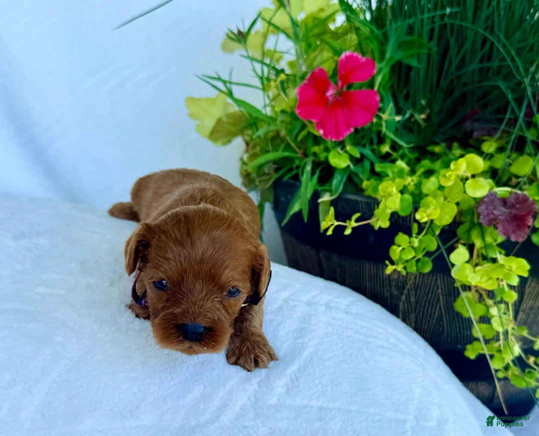 Cavapoo dogs for sale: Daisy - Ad 2