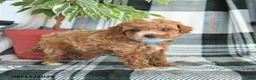 Cavapoo dogs for sale: Atticus - Ad 4