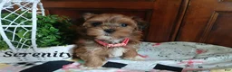 Havapoo dogs for sale: Serenity - Ad 1