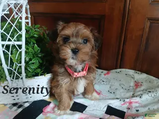 Havapoo dogs for sale: Serenity - Ad 1