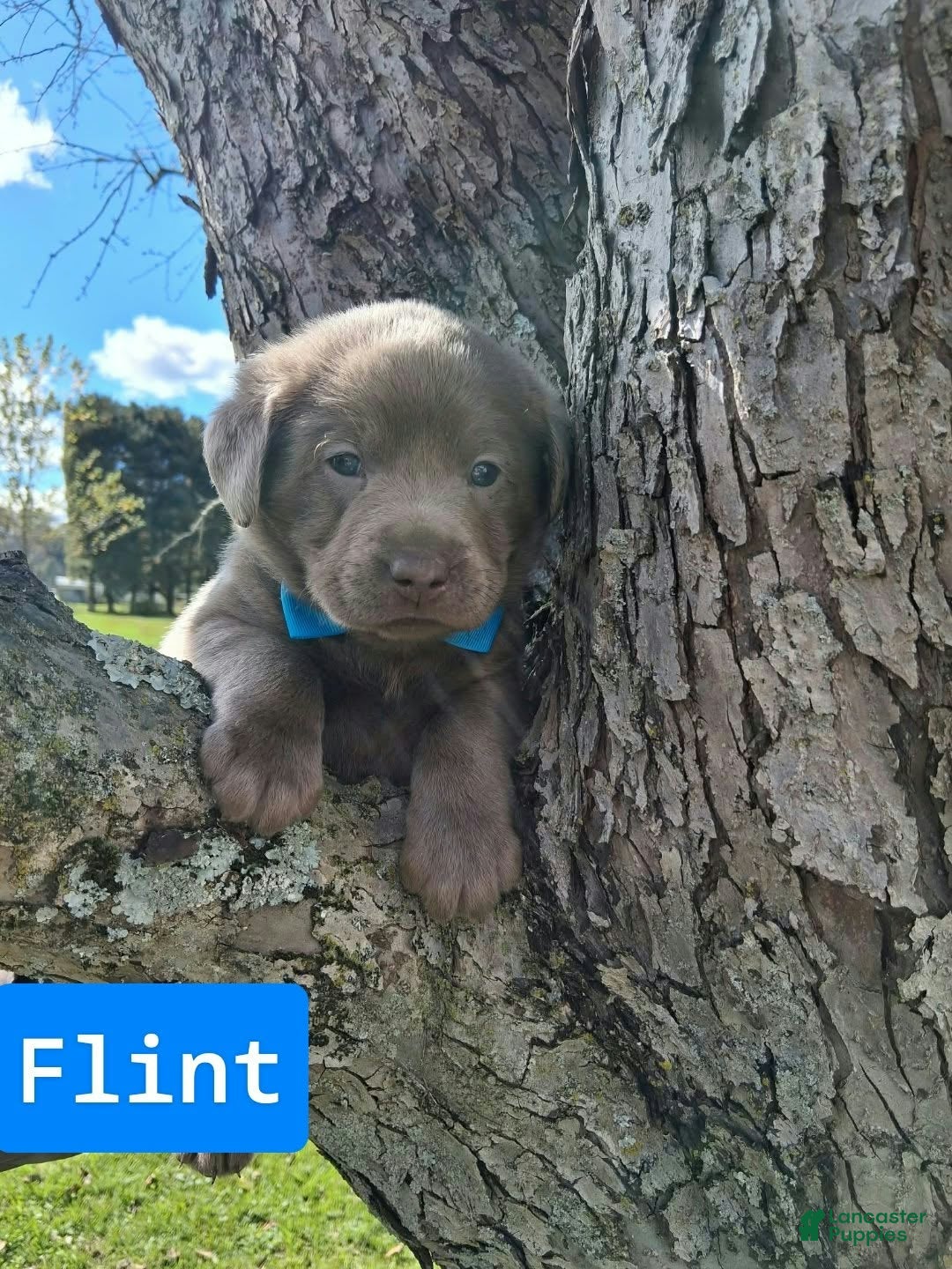 Labrador Retriever dogs for sale: Flint - Ad 1