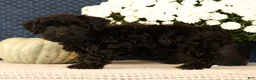 Yorkiepoo dogs for sale: Lainey - Ad 7