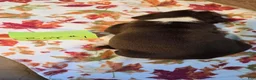 Boston Terrier dogs for sale: Boston Terrier 3 - Ad 11