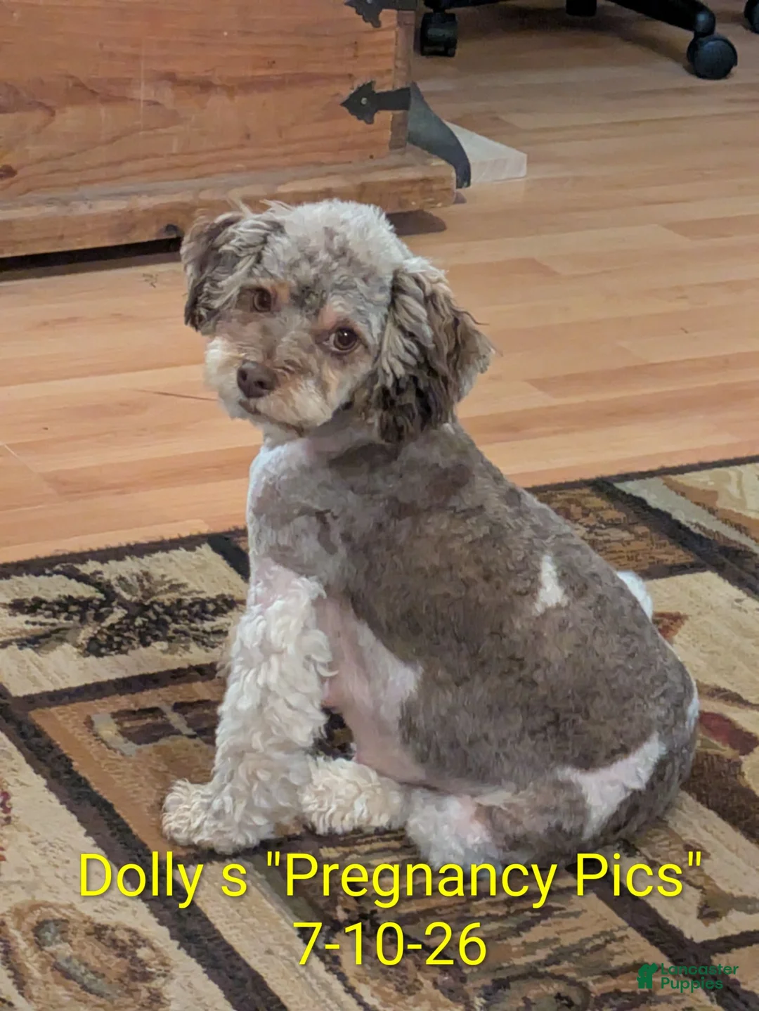 Shihpoo dogs for sale: TRUCKER - Ad 6