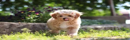 Maltipoo dogs for sale: Posie - Ad 9