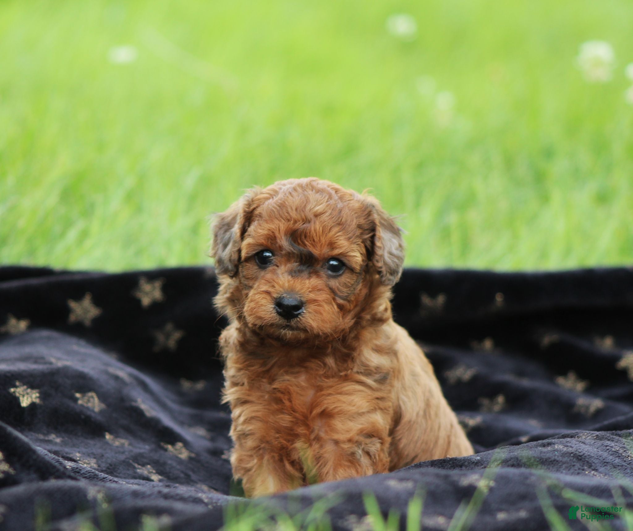 Bichpoo dogs Niagara - Ad 1