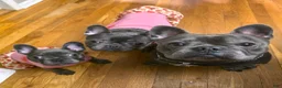 French Bulldog dogs for sale: Female French Bulldog 🐕🩷 - Ad 10