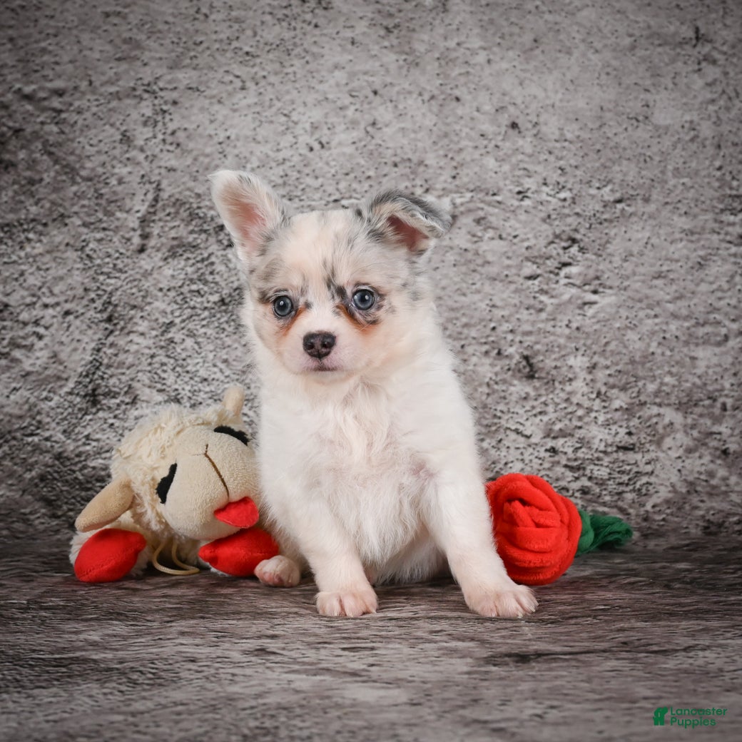 Chihuahua dogs Ace - Ad 2