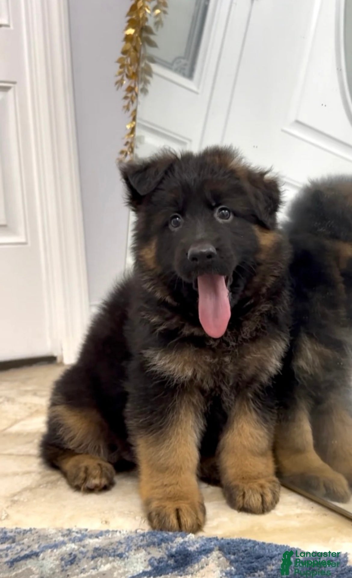 German Shepherd dogs  Puppy 1 - Ad 10