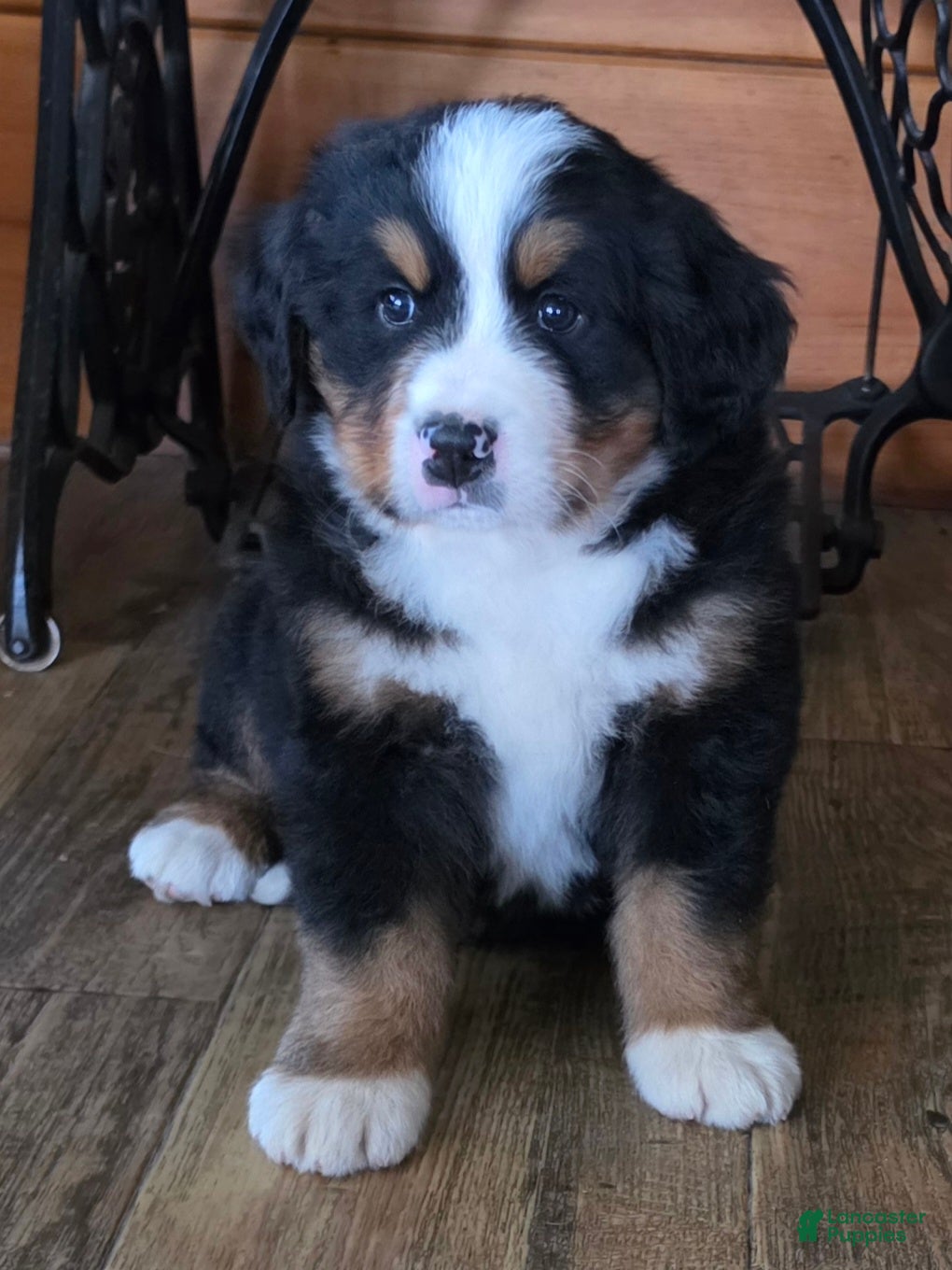 Bernese Mountain Dog dogs BROOKS  - Ad 34
