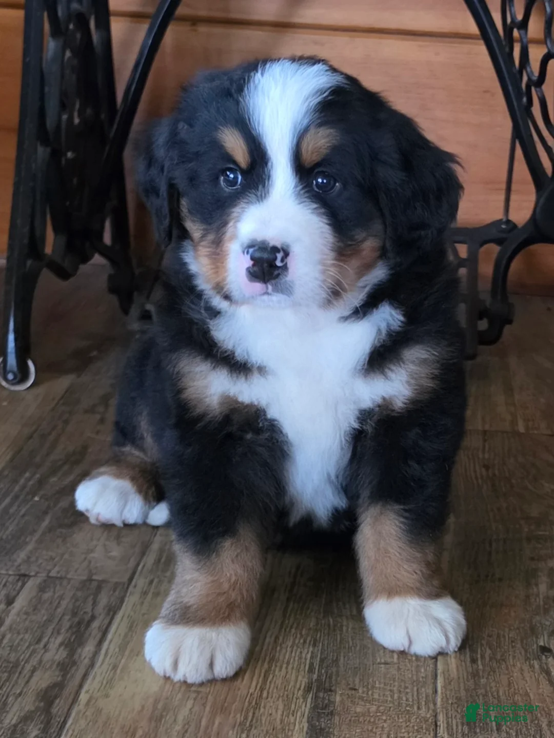 Bernese Mountain Dog dogs for sale: BROOKS  - Ad 1