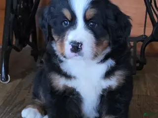 Bernese Mountain Dog dogs BROOKS - Ad 34