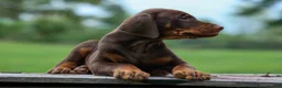 Doberman Pinscher dogs for sale: Gus 🐾 - Ad 8