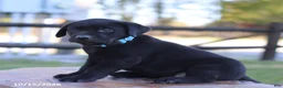 Labrador Retriever dogs for sale: Coral - Ad 3