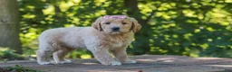 Mixed Breed dogs for sale: Jinger - Ad 4