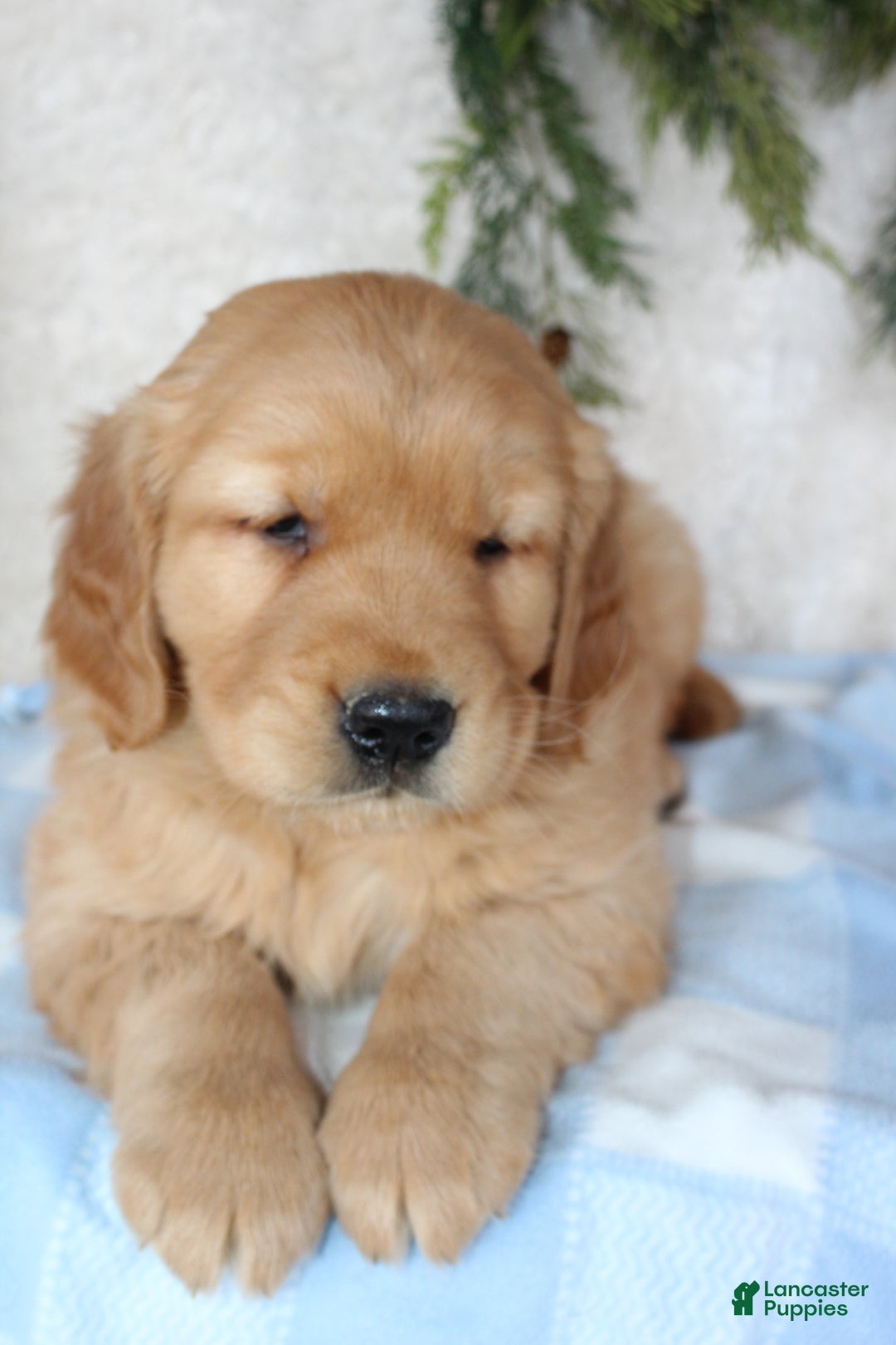 Golden Retriever dogs for sale: Chubbs - Ad 3