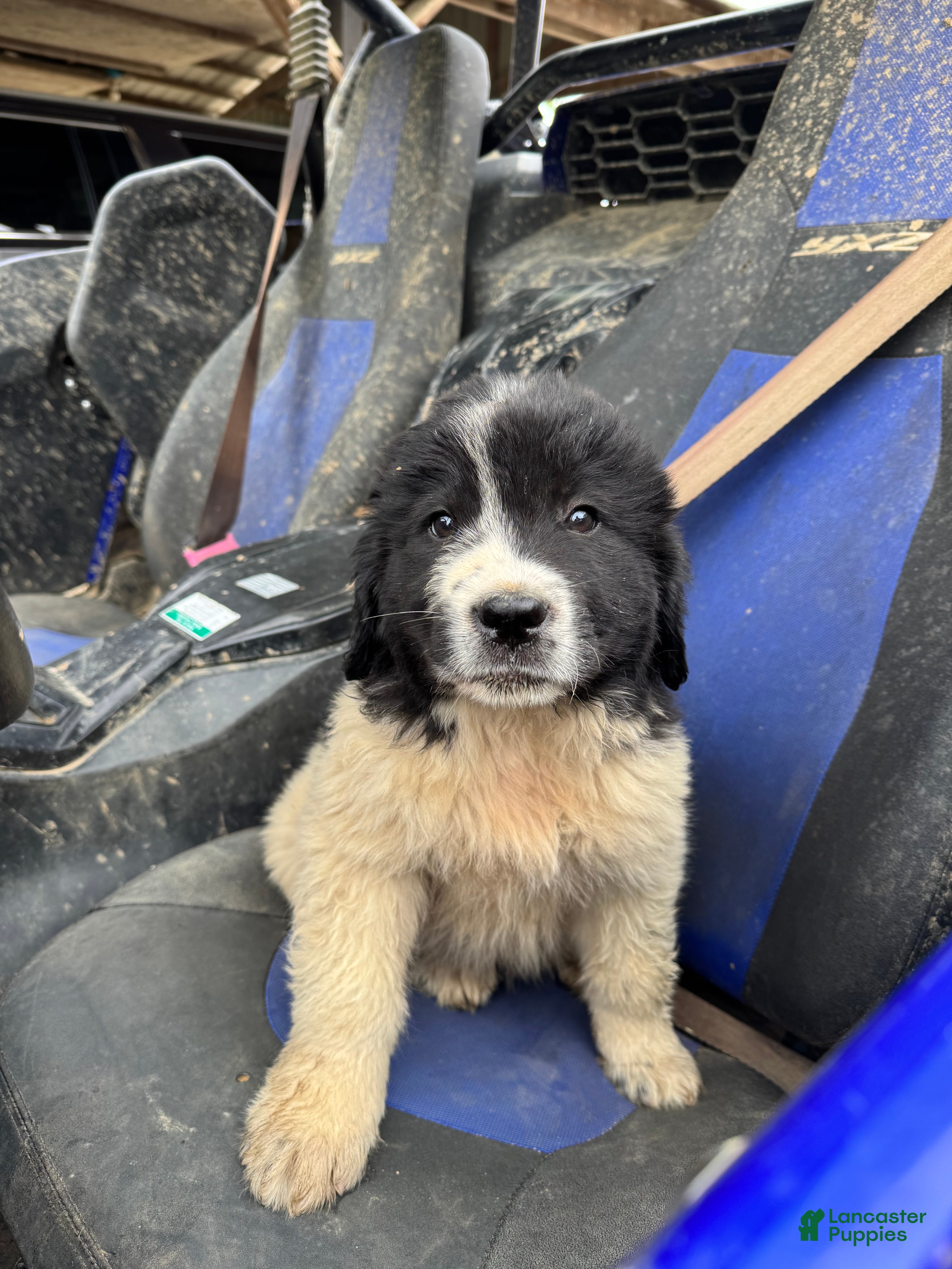 Mixed Breed dogs Mixed Breed Puppy 1 - Ad 34