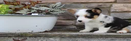 Welsh Corgi Pembroke dogs for sale: Dixie - Ad 5