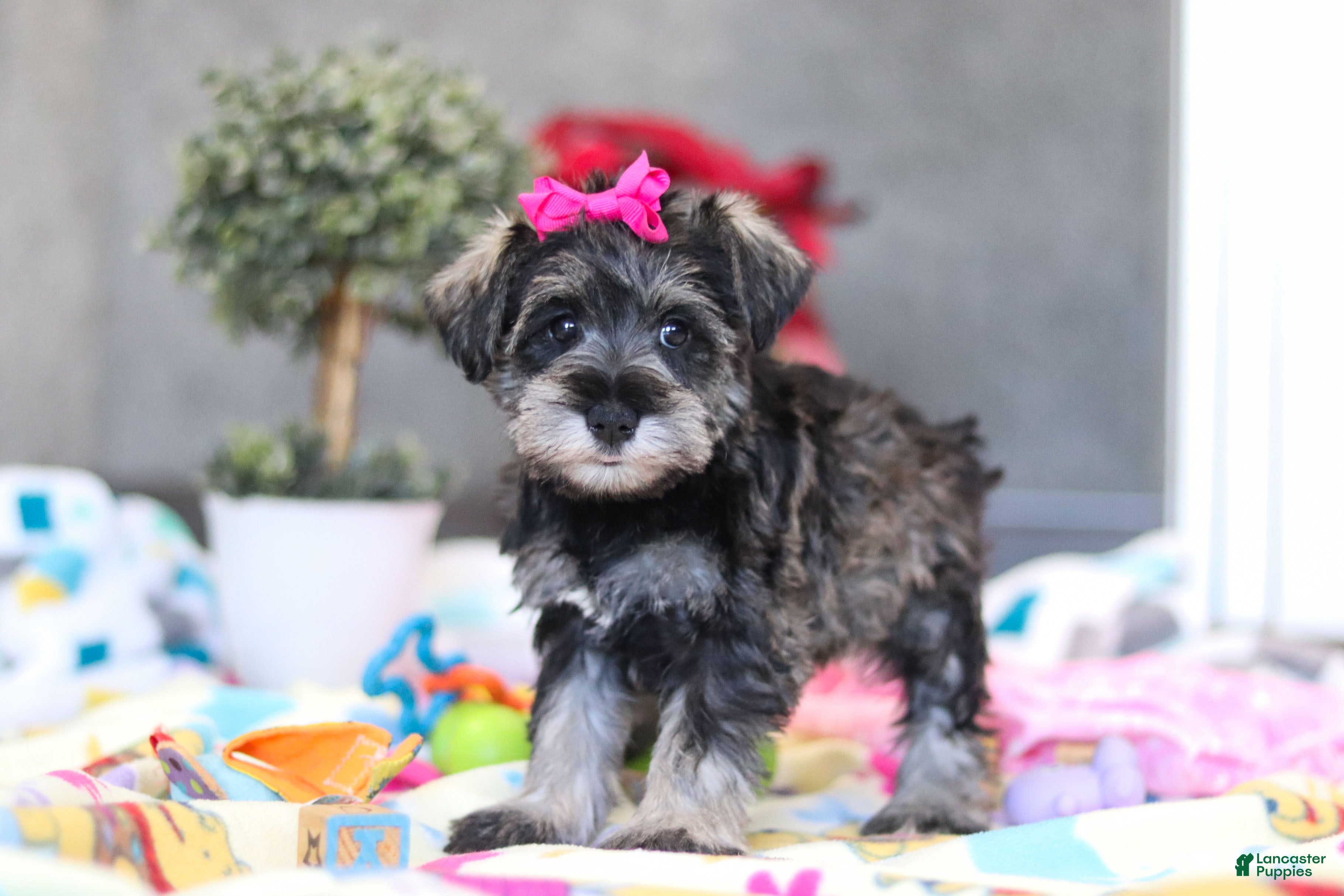Miniature Schnauzer dogs Mila - Ad 2
