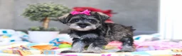 Miniature Schnauzer dogs for sale: Mila - Ad 2