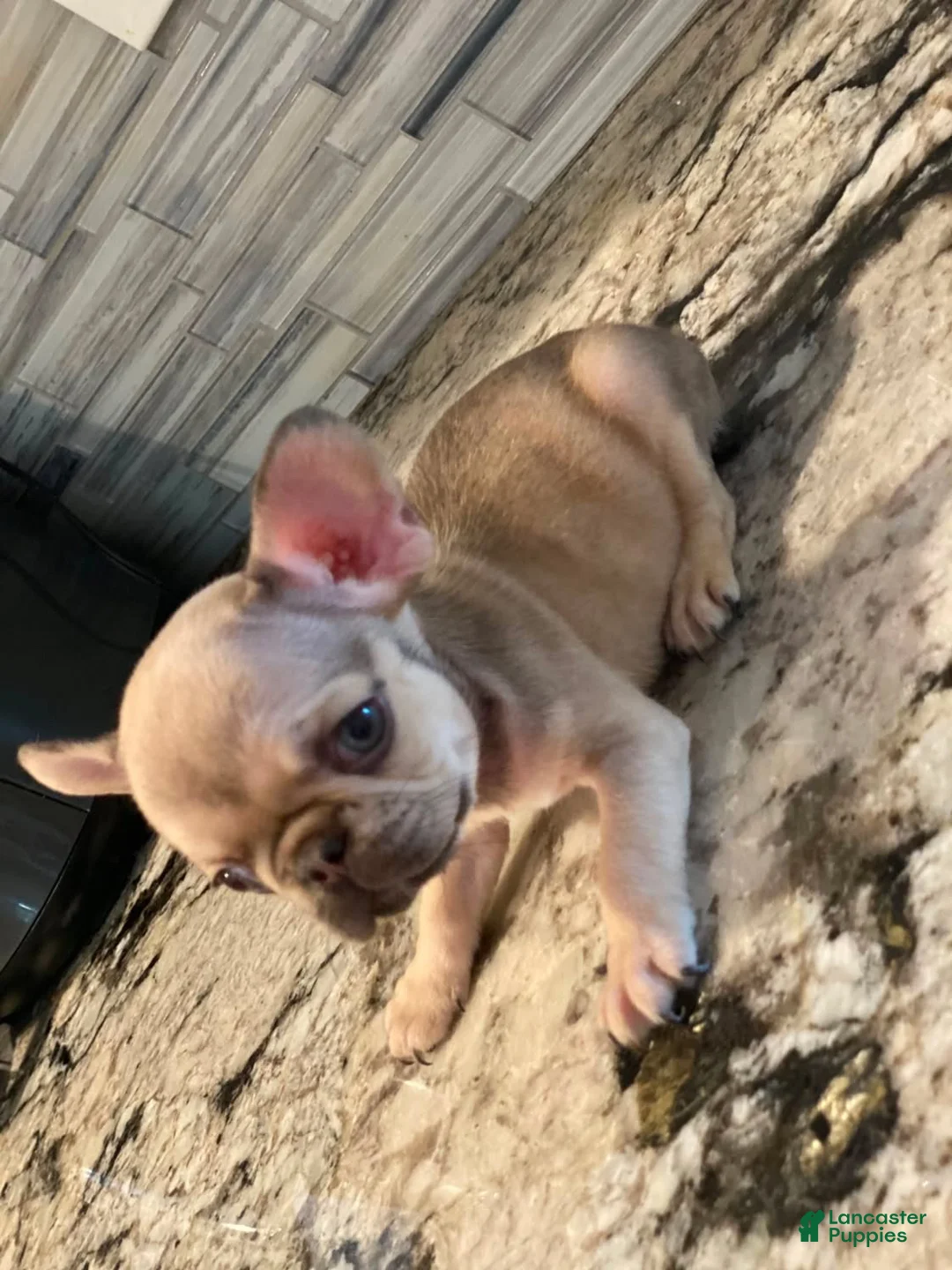 French Bulldog dogs for sale: Noggin - Ad 2