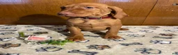 Vizsla dogs for sale: Zelda - Ad 3