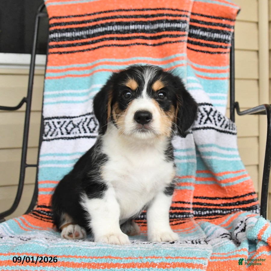 Mixed Breed dogs Toast - Ad 2