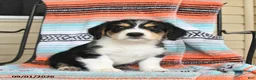 Mixed Breed dogs for sale: Toast - Ad 2